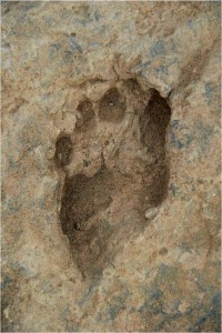 human-foot-prints-in-kenya