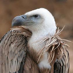 tharparkar-vulture