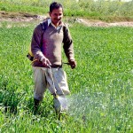 Ffarmer spraying pesticide 