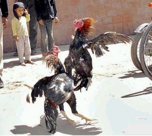 Rooster fighting in Pakistan is a sport that is becoming extinct