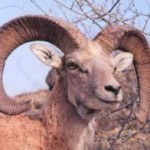 Urial makes a remarkable comeback Urial makes a remarkable comeback