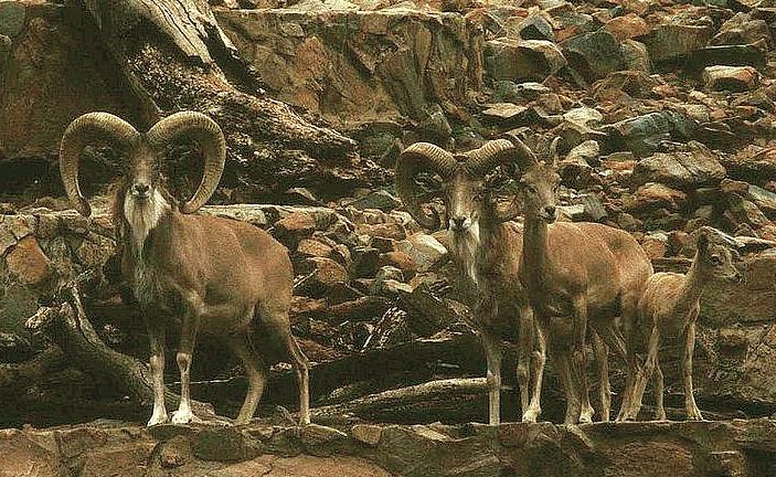 urial