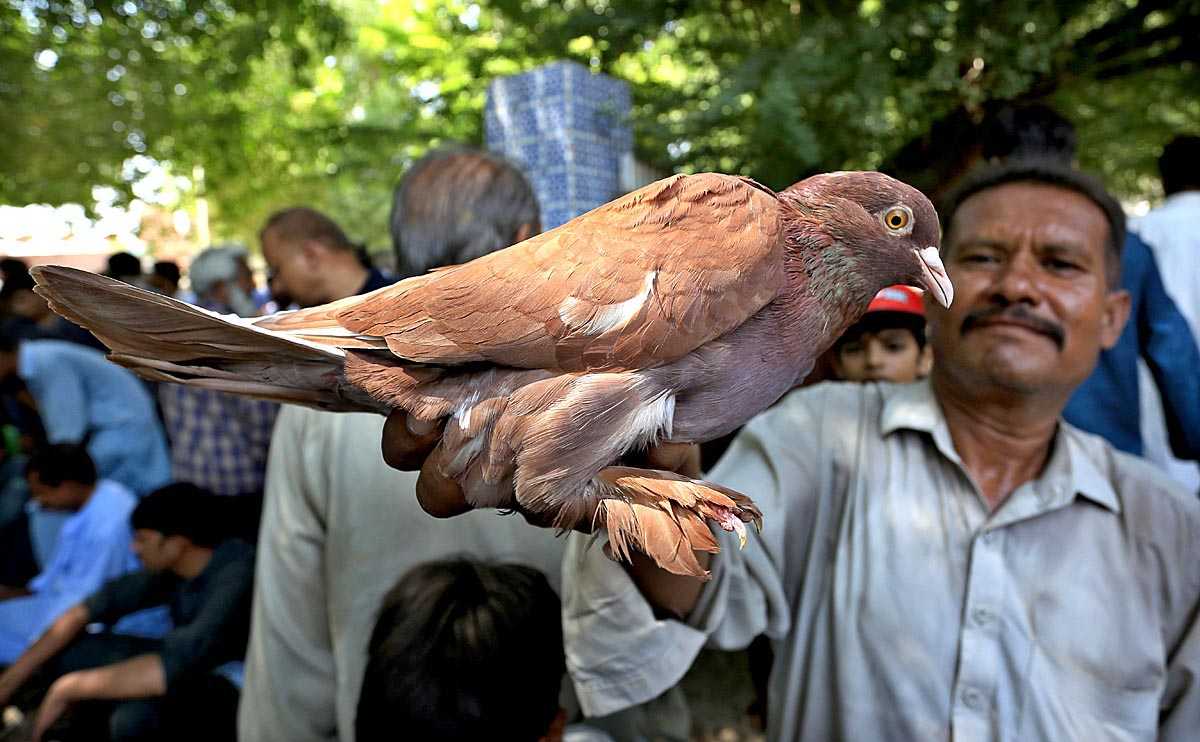 Pigeon Sellers in Hyderabad