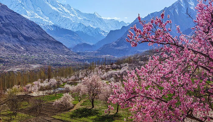 Hunza welcomes blossoming of spring