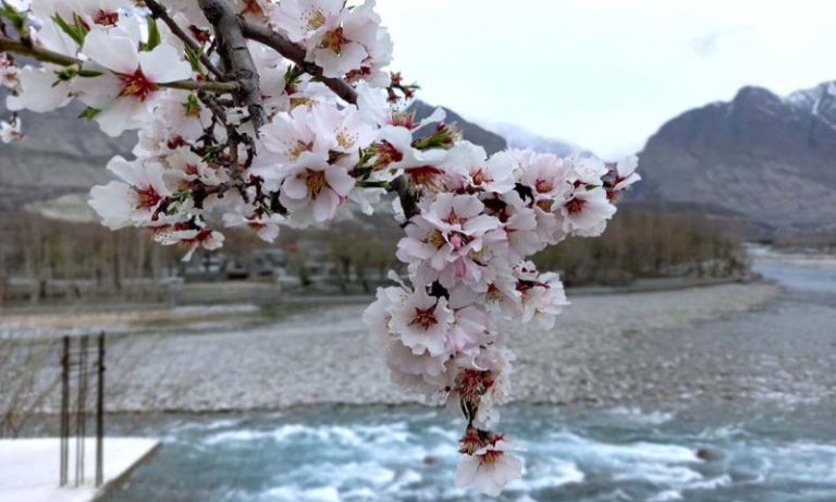 apricot-blossom