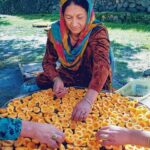 Role of Apricot in Hunza Diet and the Belief in Longevity hunza-apricots