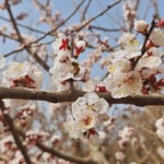 apricot-blossom-hunza